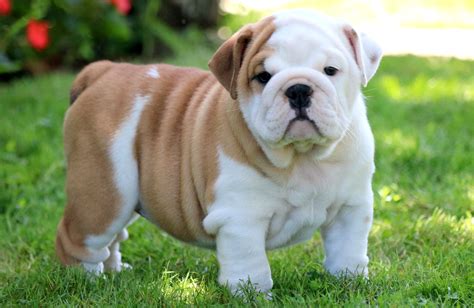 english bulldog breeds.